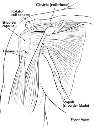 Shoulder muscles