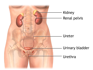 urinary hesitancy