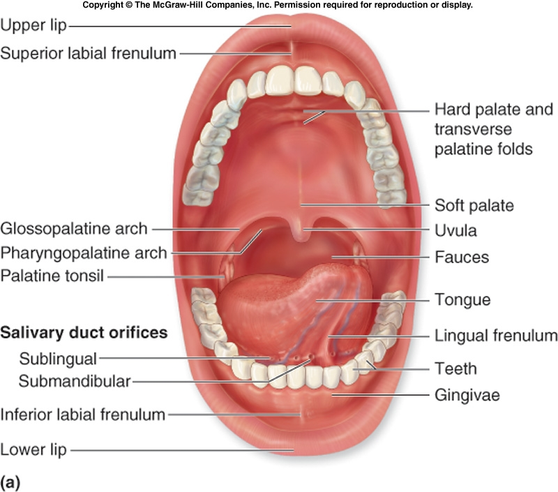 Physiology of the Oral Mucosa
