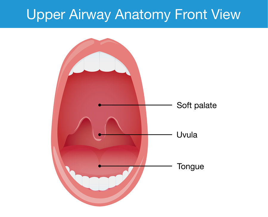 upper airway anatomy - uvulitis